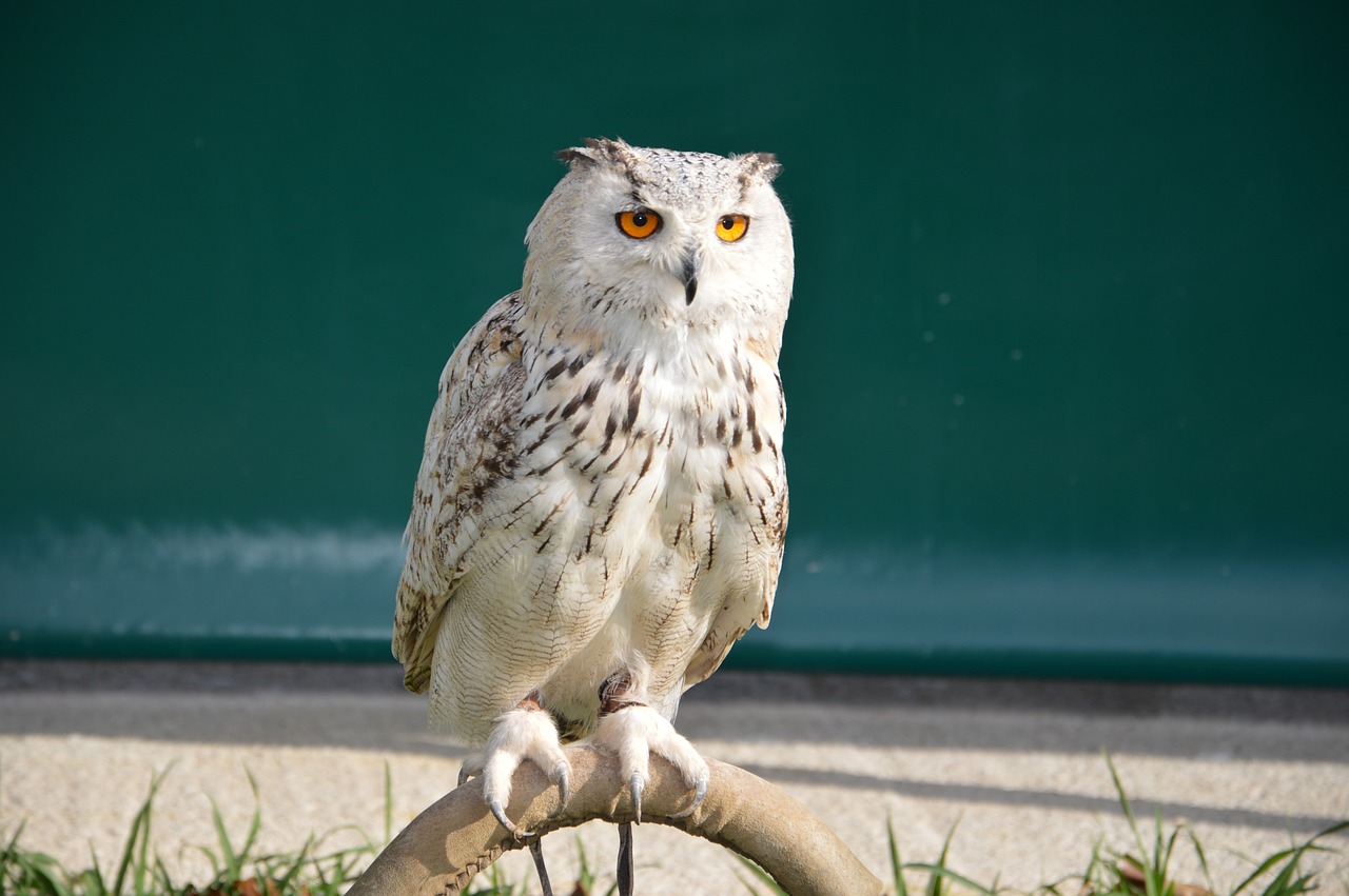 owl-546954_1280